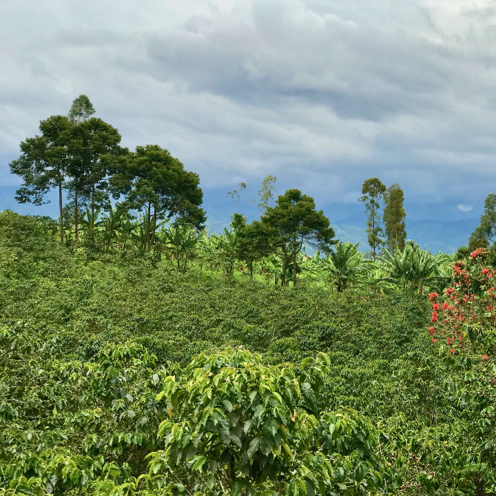 A coffee farm by Lake Kivu, DR Congo